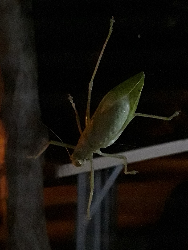 20210725_213539_0.jpg