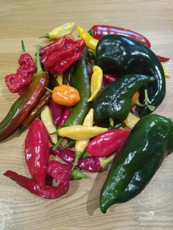 2022 Chiles.jpg