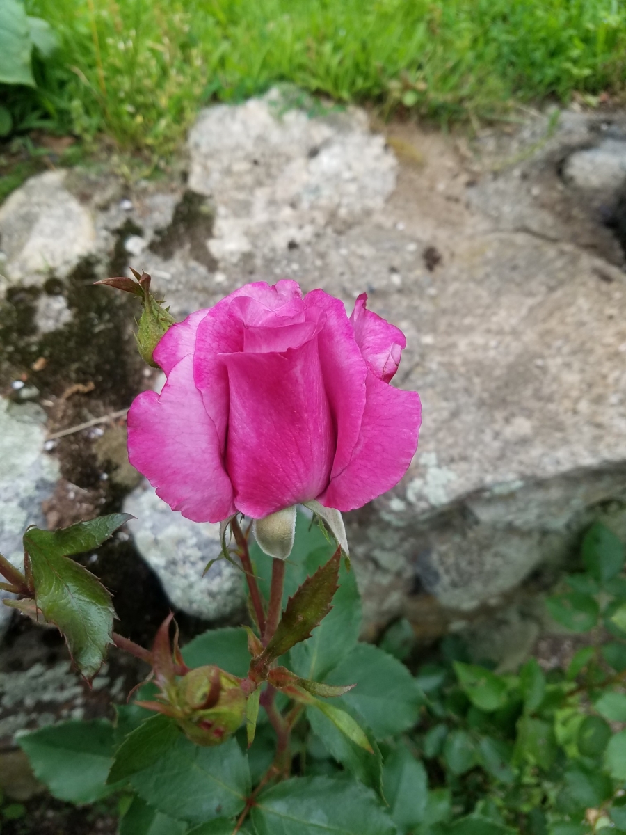 20220612_112134_copy_1512x2016.jpg
