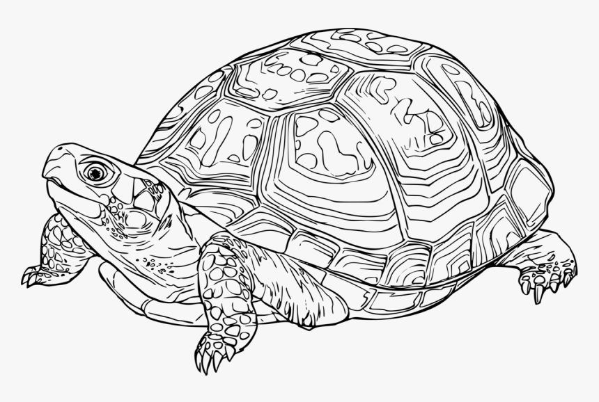 249-2494925_turtle-line-art-reptile-eastern-box-turtle-drawing.png
