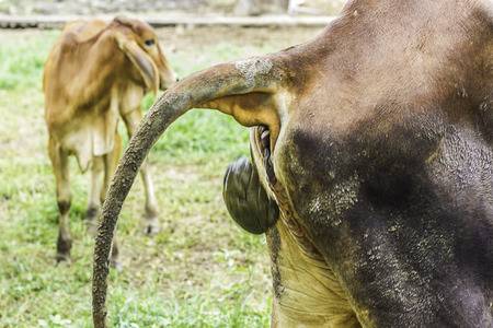99159002-close-up-cow-dung-on-the-green-grass-compost-fertilizer-shit-for-the-environment-top-view-texture-ba.jpg