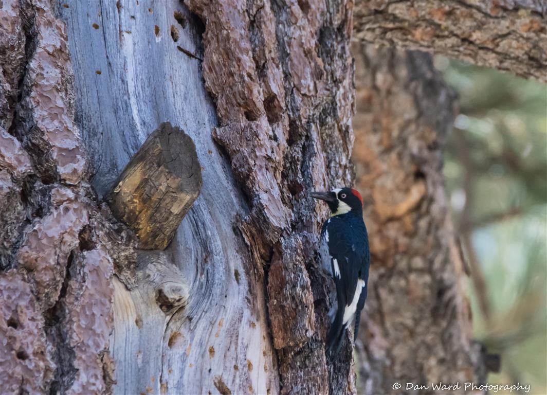 Acorn Woodpecker-01 (Medium).jpg