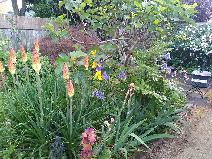 Back Garden.jpg