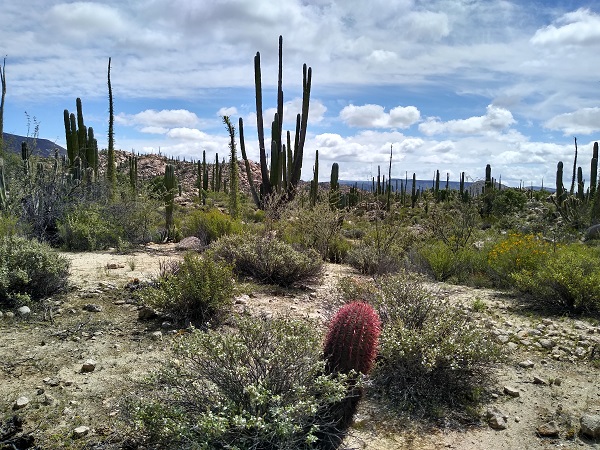 Baja Desert.jpg