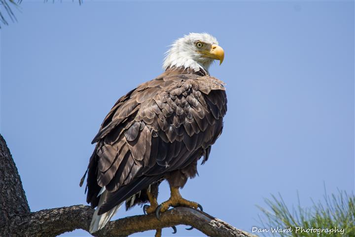 Bald Eagle-Lake Hemet-01 (Small).jpg