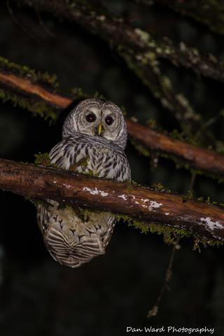 Barred Owl-3 (Small).jpg