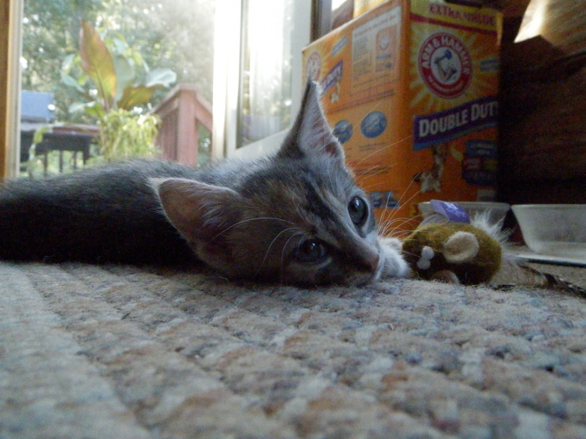 Biscuit1.jpg