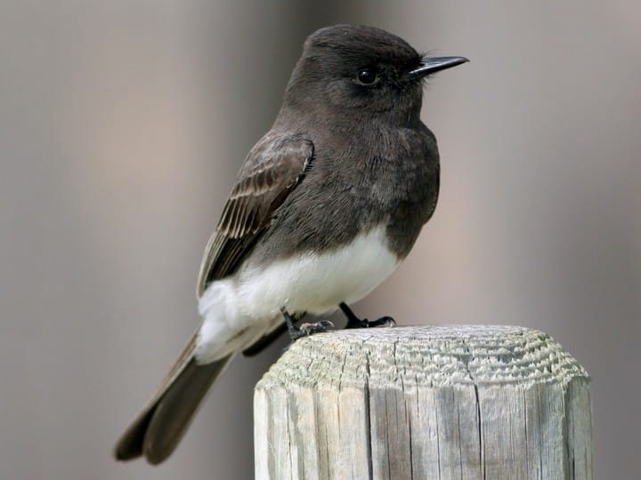 Black Phoebe.jpg