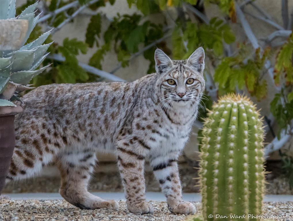 Bobcat-03 (Medium).jpg