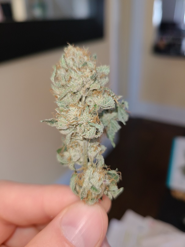 Bud1_2.jpg