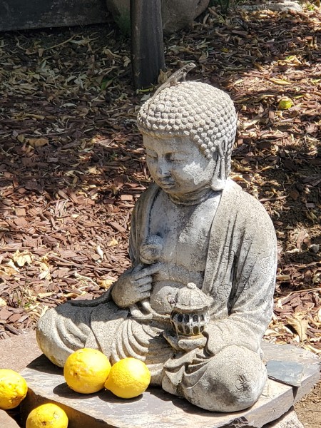 BuddhaBuddy.jpeg