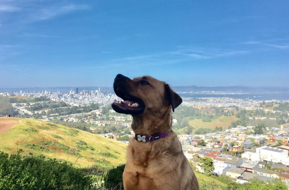 CIty Roo.jpg