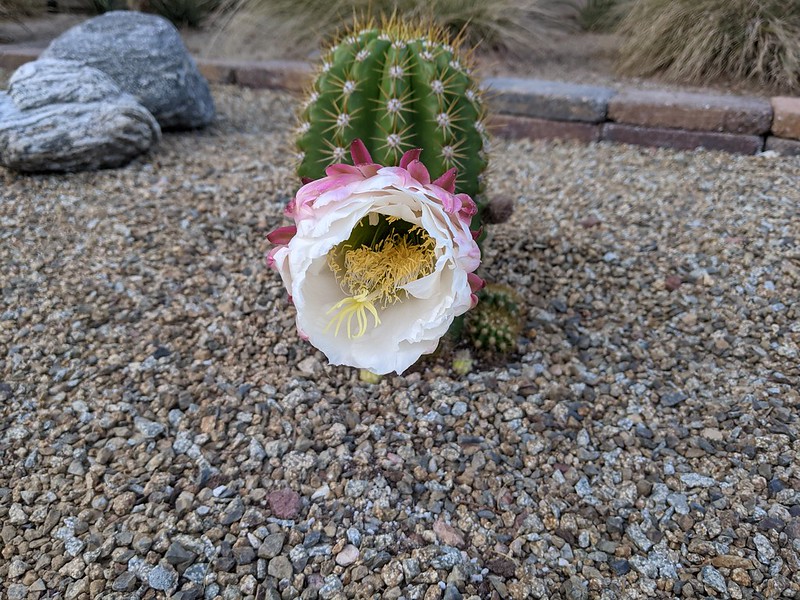 Cactus Flower.jpg