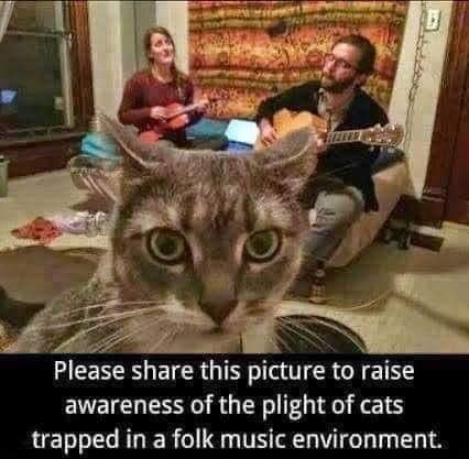 Cats_1.jpg