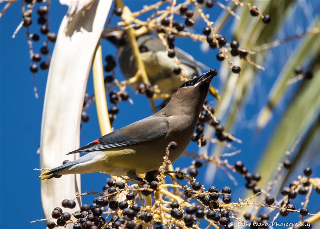 Cedar Waxwing Eating A Berry-02 (Medium).jpg