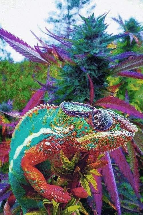 Chameleon pot.jpg