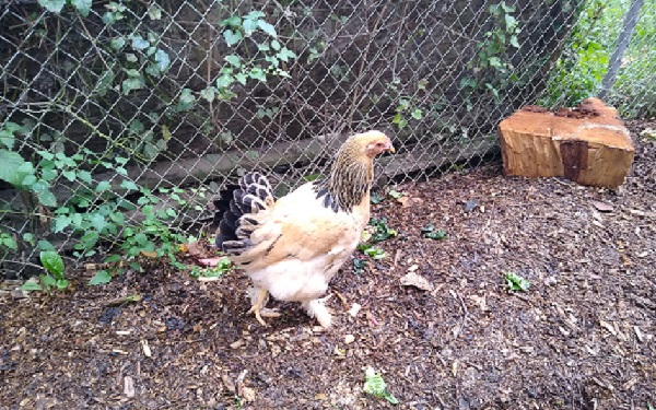 Chicken.jpg