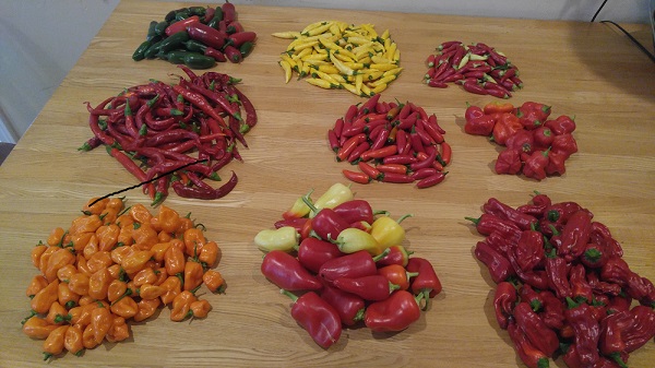 Chile Peppers.jpg