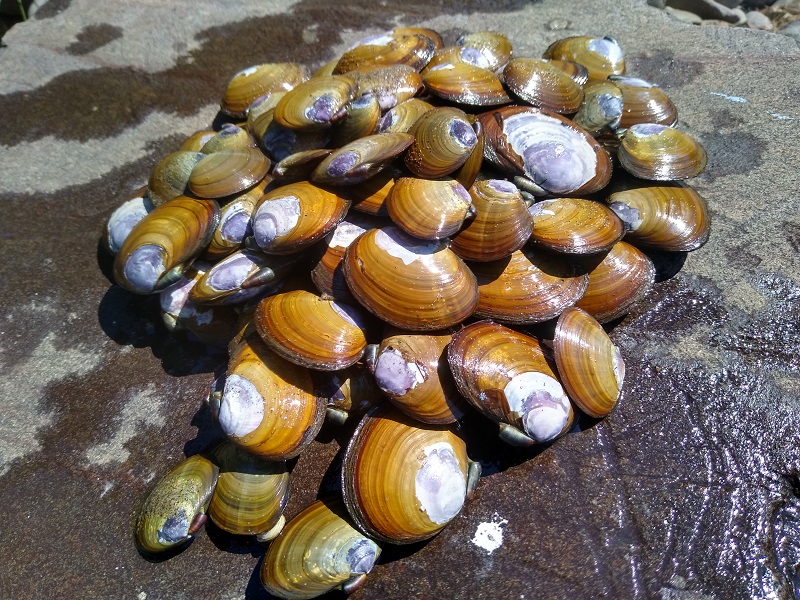 Clams.jpg