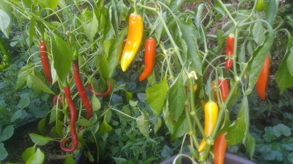 Colorful Peppers.jpg