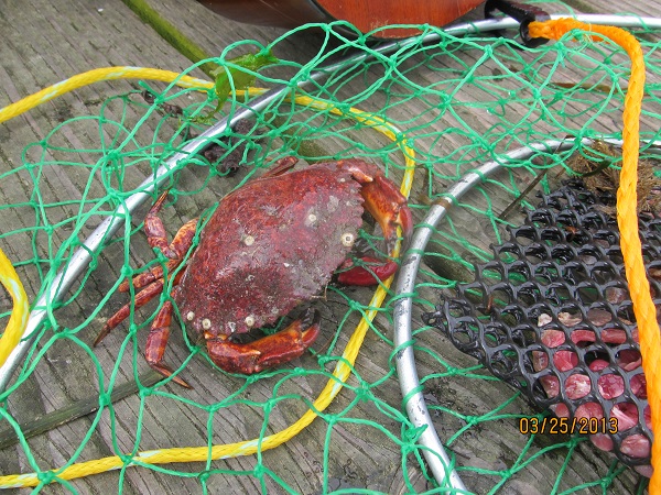 Crab 2_0.JPG