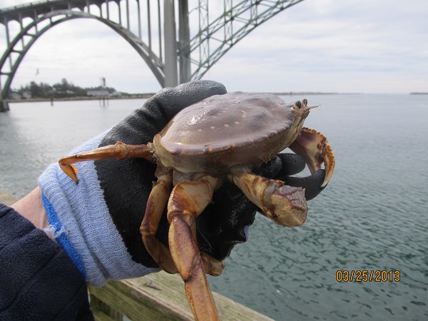 Crab 3_0.JPG