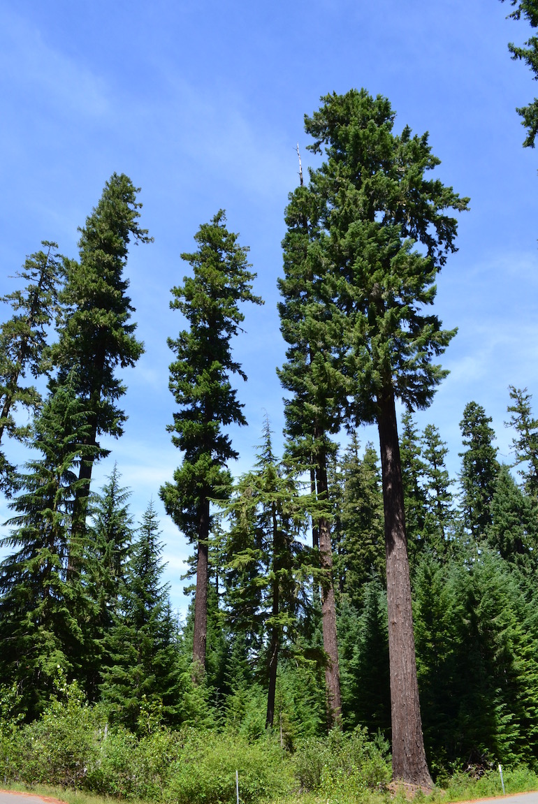 DSC_0169.jpg