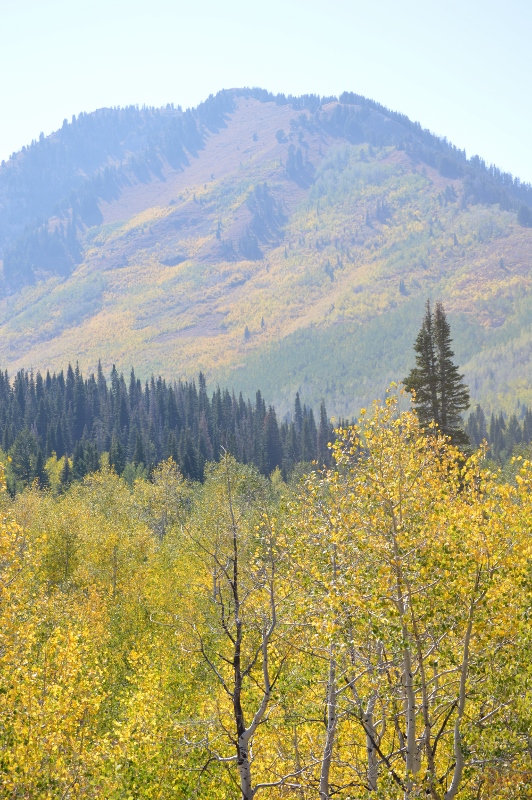 DSC_0479 (532x800).jpg