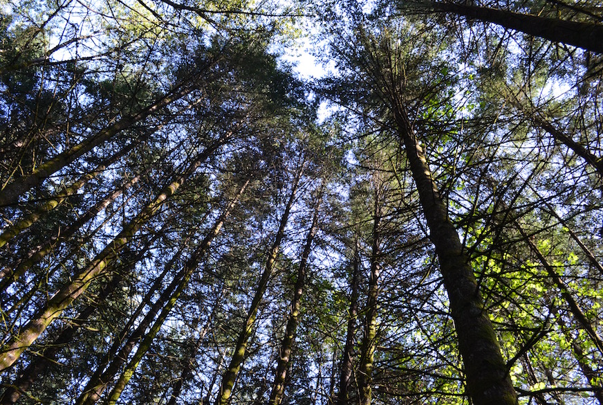 DSC_0767_0.jpg