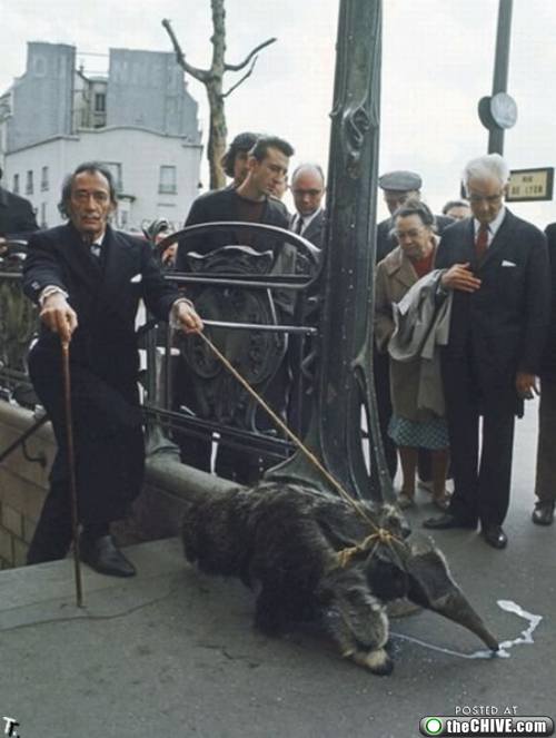 Dali_anteater_awesome_weird.jpg