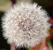 Dandelion12.jpg