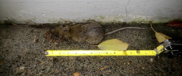 Dead Rat 2_0.jpg