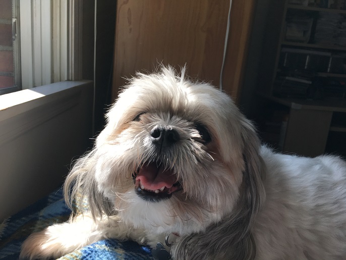 Dusty 08132017 007 resize.jpg