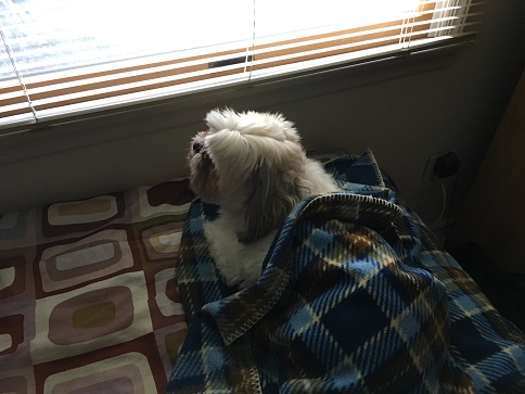 Dusty window 1.1.2017_0.jpg