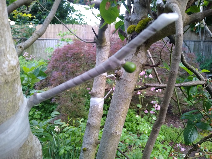 Fig Graft.jpg