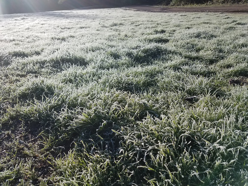 Frost.jpg