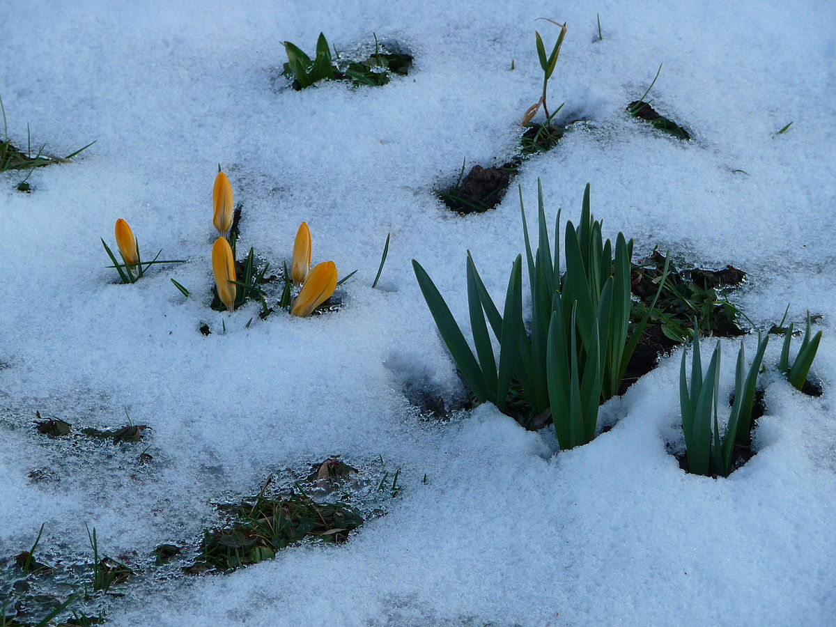 Frühlingsblumen_im_Schnee.JPG
