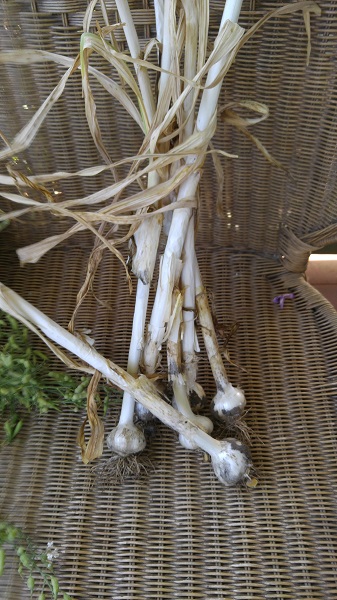 Garlic.jpg