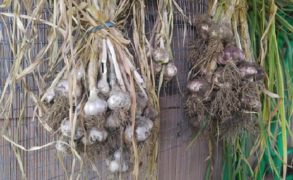 Garlic_0.jpg