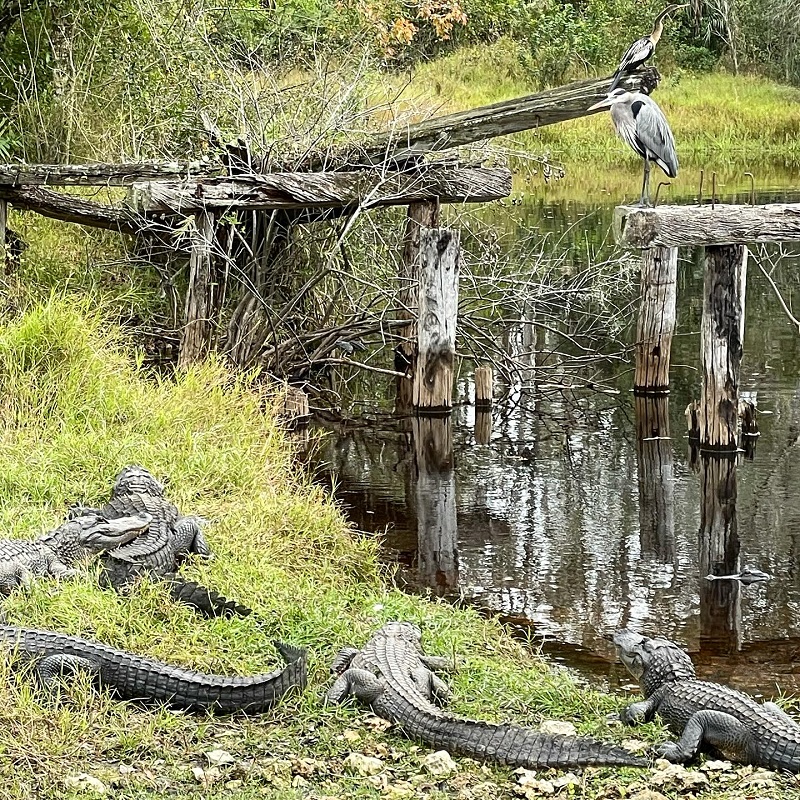 Gators.jpg