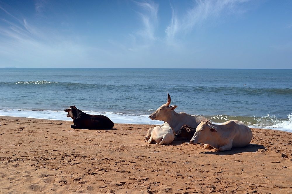 Goa-beach-cows_opt.jpg