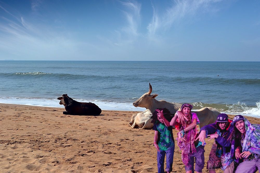 Goa-beach-cows_opt_0.jpg