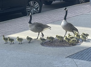 Goslings - 699px_1.jpg