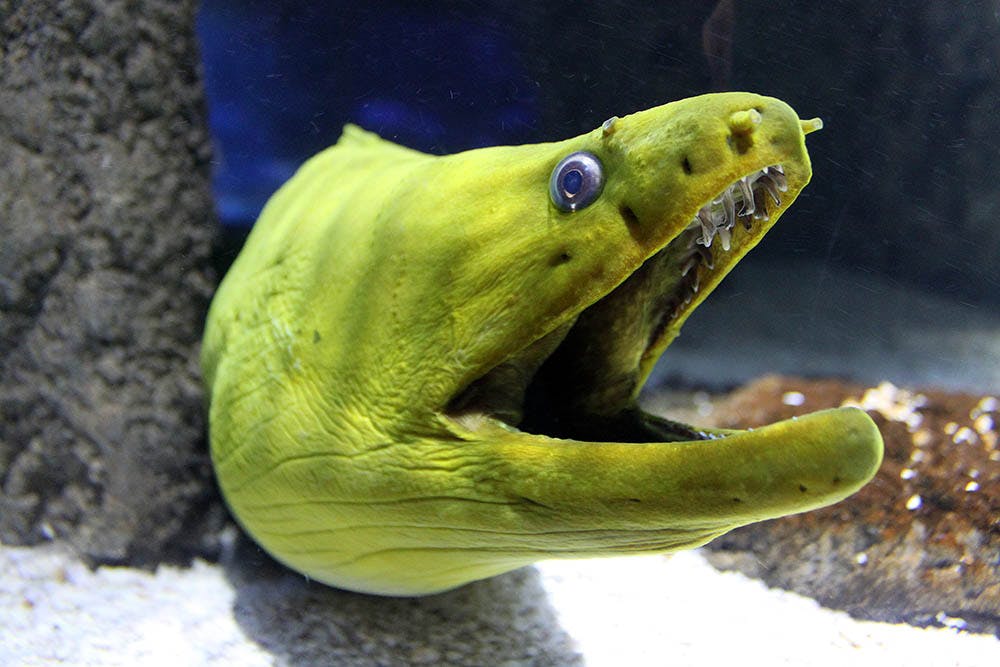Green-Morey-Eel.jpg