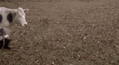 HalfIdioticBagworm-max-1mb.gif