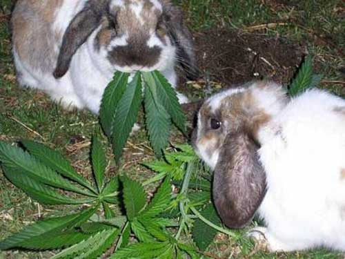 Happy Easter Bunnies.jpg