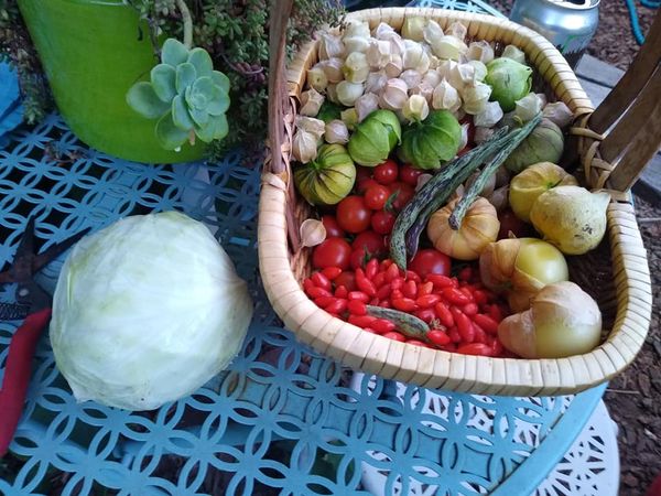 Harvest 2021 1.jpg