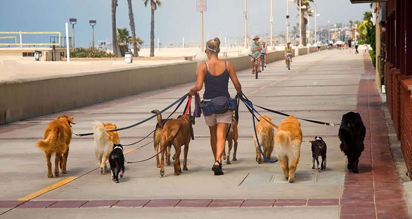 How-to-find-the-right-dog-walker.jpg