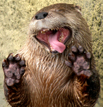 IMG_0130.PNG