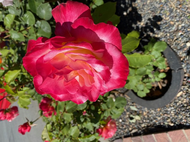 IMG_1200.jpg